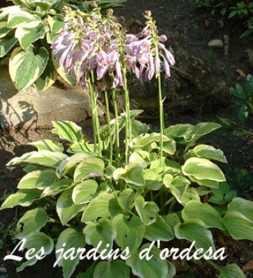 Hosta golden tiara